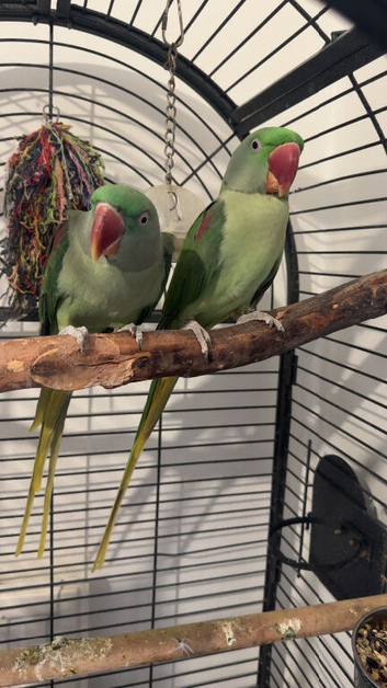 Alexandrine Parakeets.