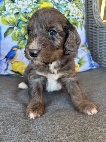 Beautiful Cockapoo Puppies &mdash; 2 Boys, 2 Girls
