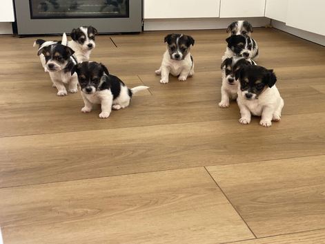 Litter of Sealyham cross cairn terrier puppies
