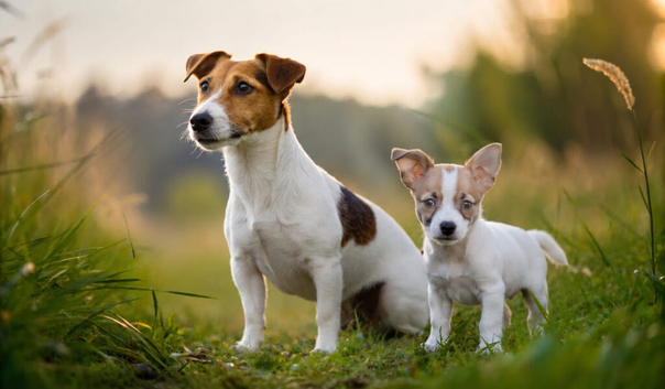 Beautiful little jackawawa dog last one