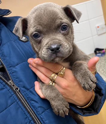 Adorable staffy puppies