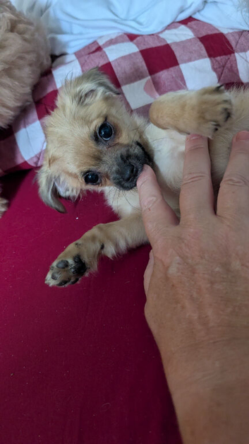Chorkie puppies for sale