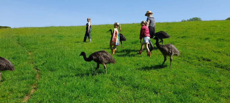 Emus for sale: Inwardleigh, Devon, Excellent Companions