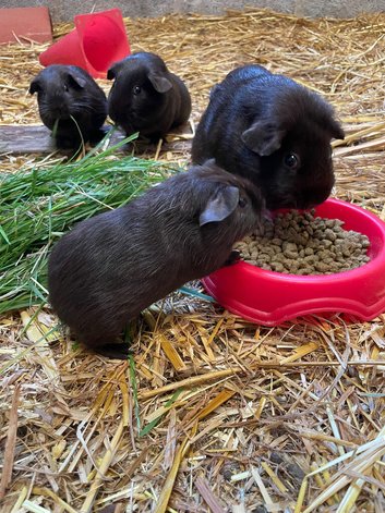Black guinea pigs