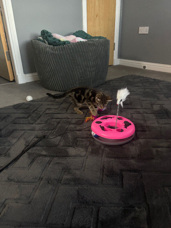 Female kitten 12 week old has bengal through her