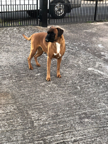 Boxer girl