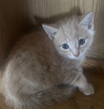 Beautiful kittens ready now