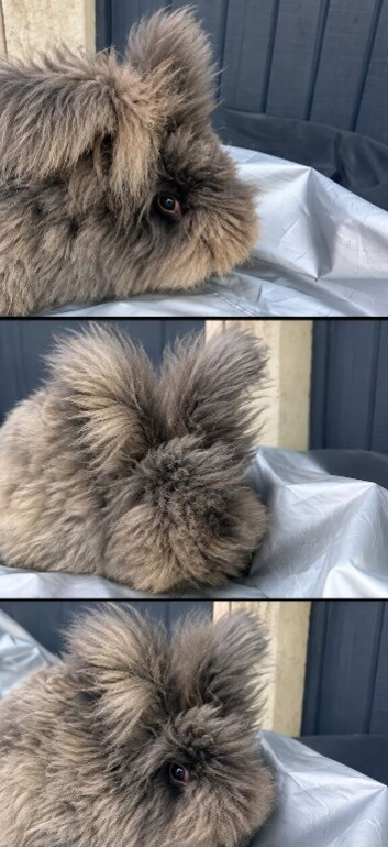 5 month old full face angora available