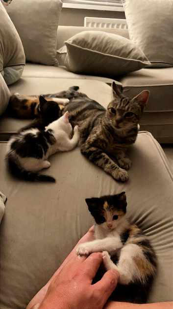 7 kittens for sale 5 left