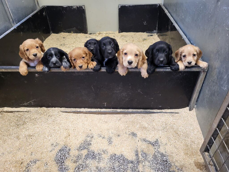 Cocker Spaniel puppies