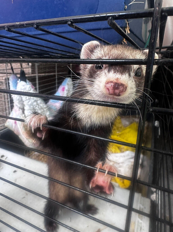 Female ferret