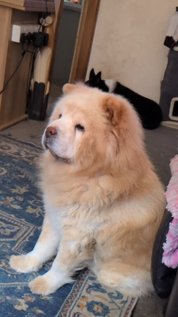 Cream chow chow sale