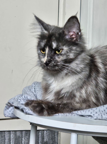 Mainecoon female