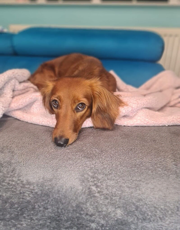 Small Standard Long-Haired Dachshund Puppies Waiting List