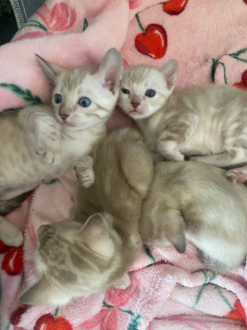 Snow bengal baby&rsquo;s