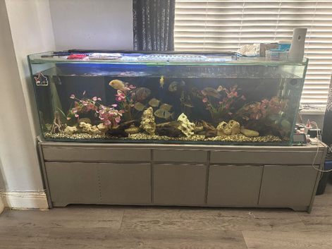 6ft aquarium full set up but no stand