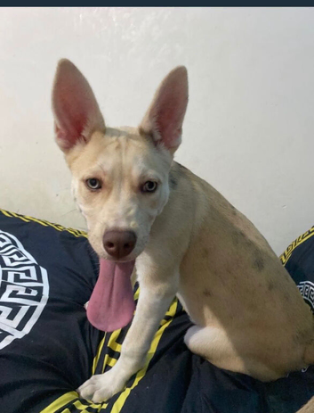 6 month puppy for sale