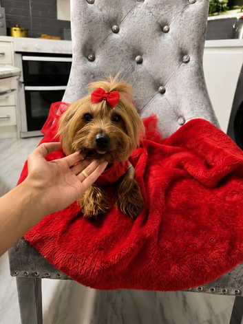 Female yorkshire terrier 4-years