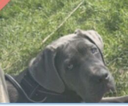 Six months old cane Corso  for sale