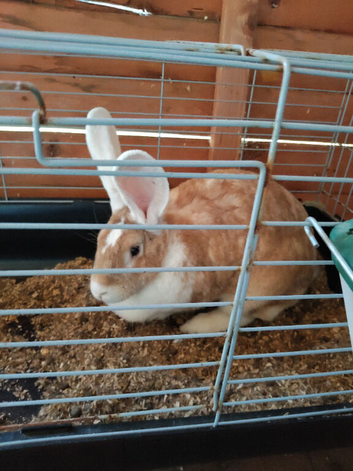 Adults females continental giant rabbits