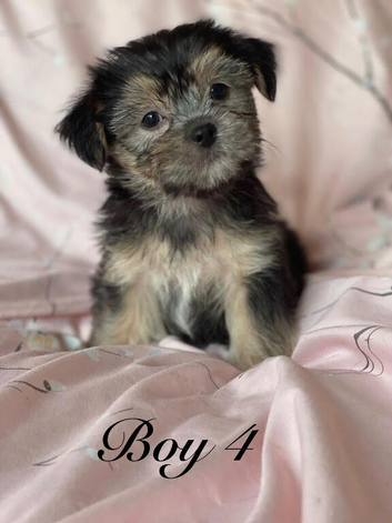 Gorgeous Shorkie Puppies Vaccinated &Microchipped