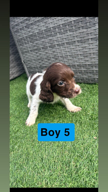 Sprocker spaniel puppies