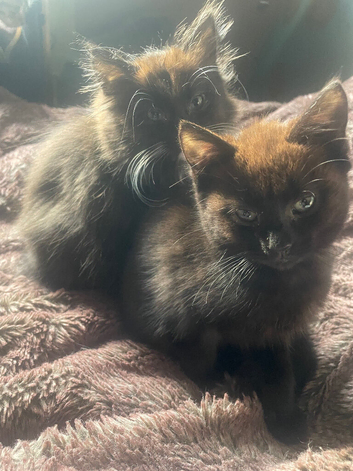 Two female black kittens