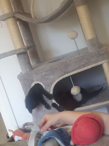 2 kitten boys