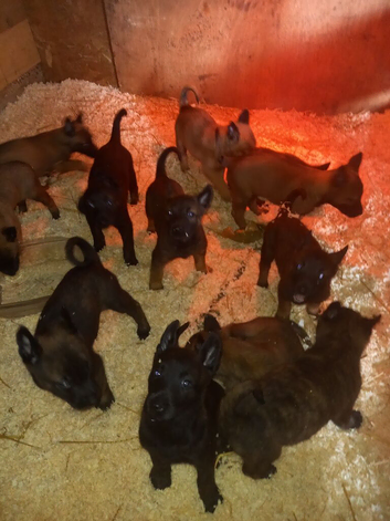 Dutch herder x malinois