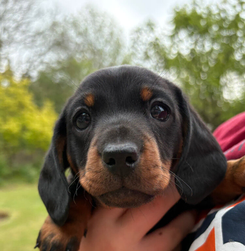 Kennel club registered miniature dachshunds