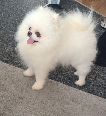 KC White pomeranian PROVEN STUD DUTIES ONLY