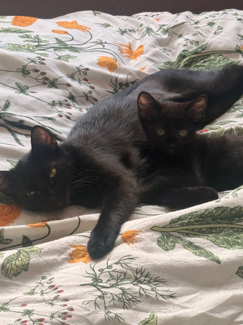 Female kitten