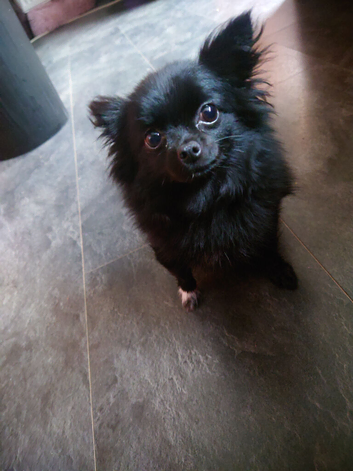Pomeranian