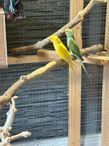 3 pairs ringnecks