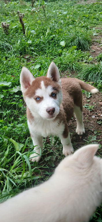 Siberian husky puppies