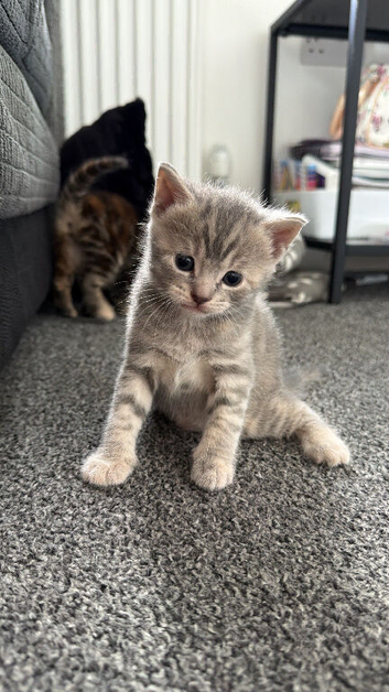 Gorgeous light grey tabby kitten