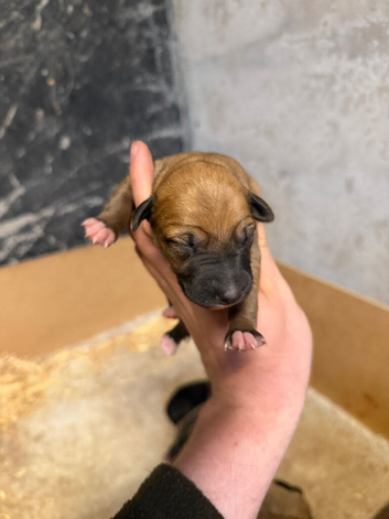 Outstanding Working-Bred Whippet Lurcher Puppies