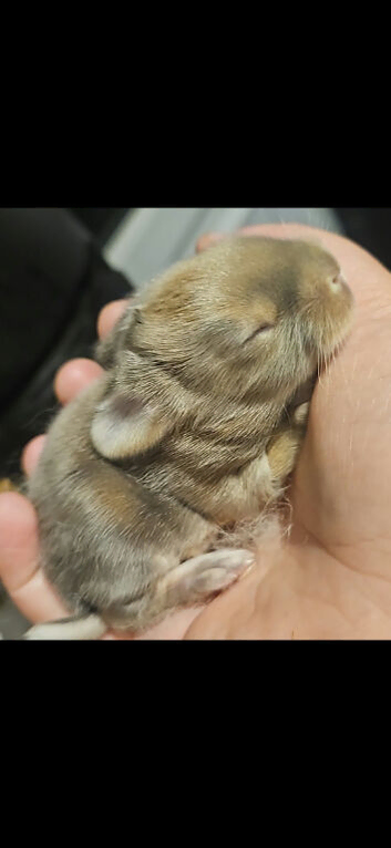 Lion head x french lop