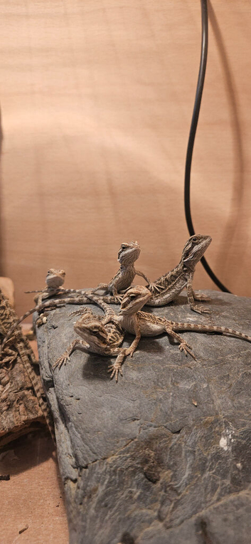 Baby bearded dragon