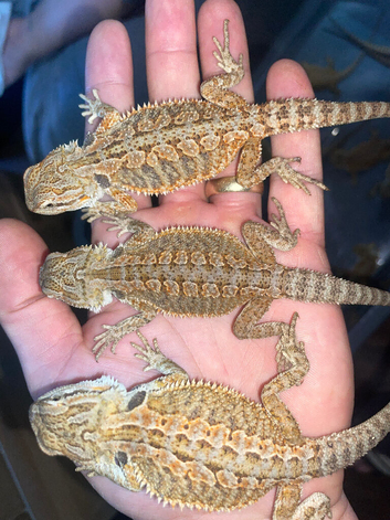 Bearded dragons