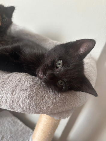 Kittens ready to go!