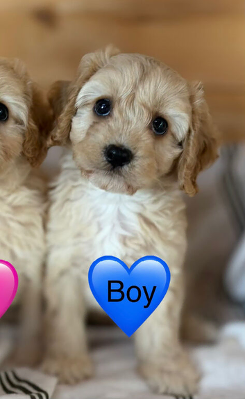 Cavapoo boy, ready to find his new home