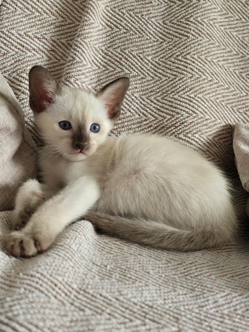 Siamese little boy