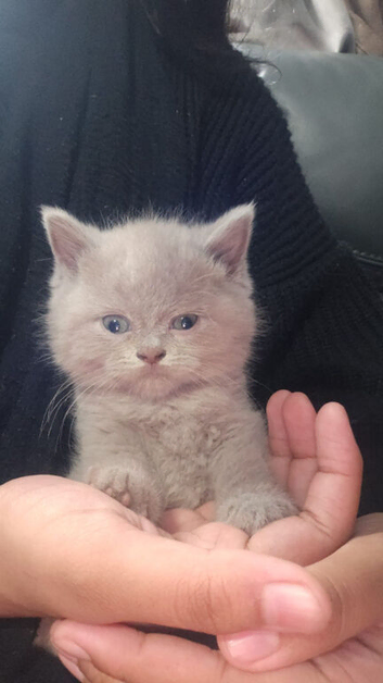 British shorthair kittens lilac and blue