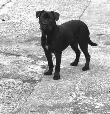 Patterdale x Frenchie