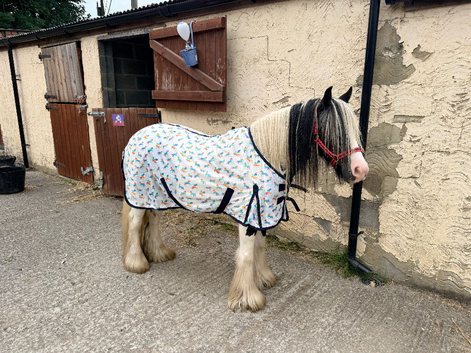 13.2hh cob gelding