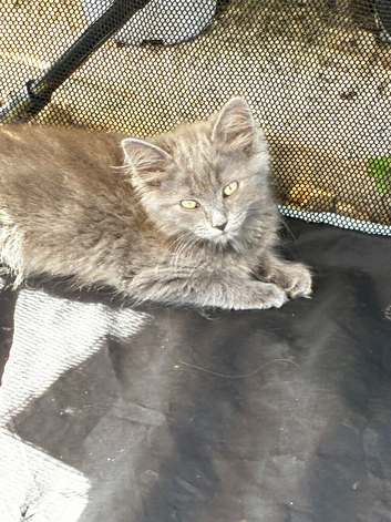 Ragdoll X British Short hair 2 female kittens