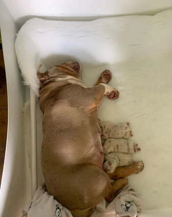Beautiful English Bulldog Bitch Puppy