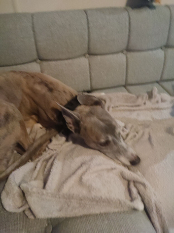8yo whippet
