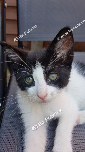 11‑week‑old male kitten &mdash; ready now &mdash; litter trained &mdash; &pound;40